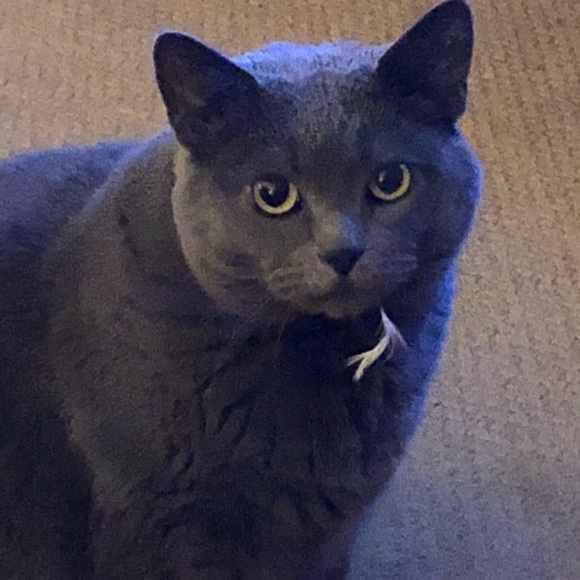 Meet your Posher, Susan - Picture 1 of 1